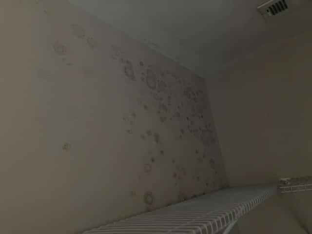 black mold removal Stroudsburg PA
